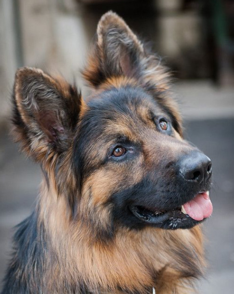 German Shepherd Dog Original Photo