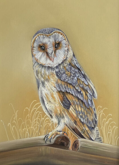 Owl In The Morning Light - Original - pastel on board