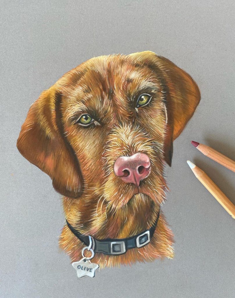 Pet Portrait Commissions